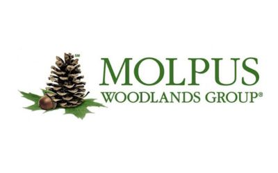 Molpus